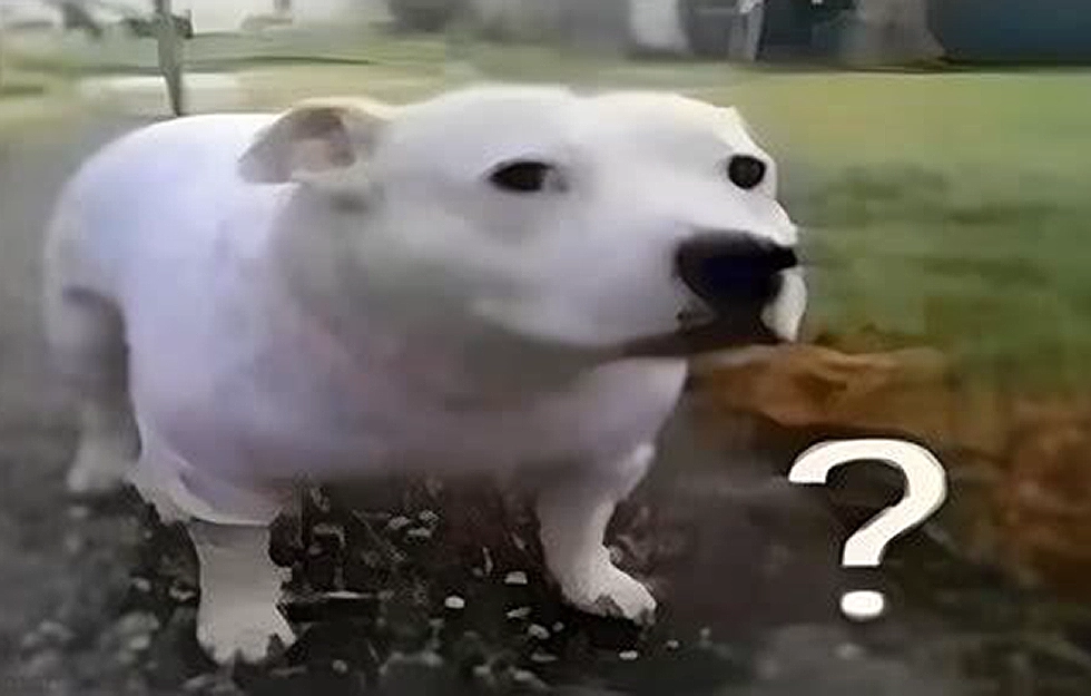 Confused dog